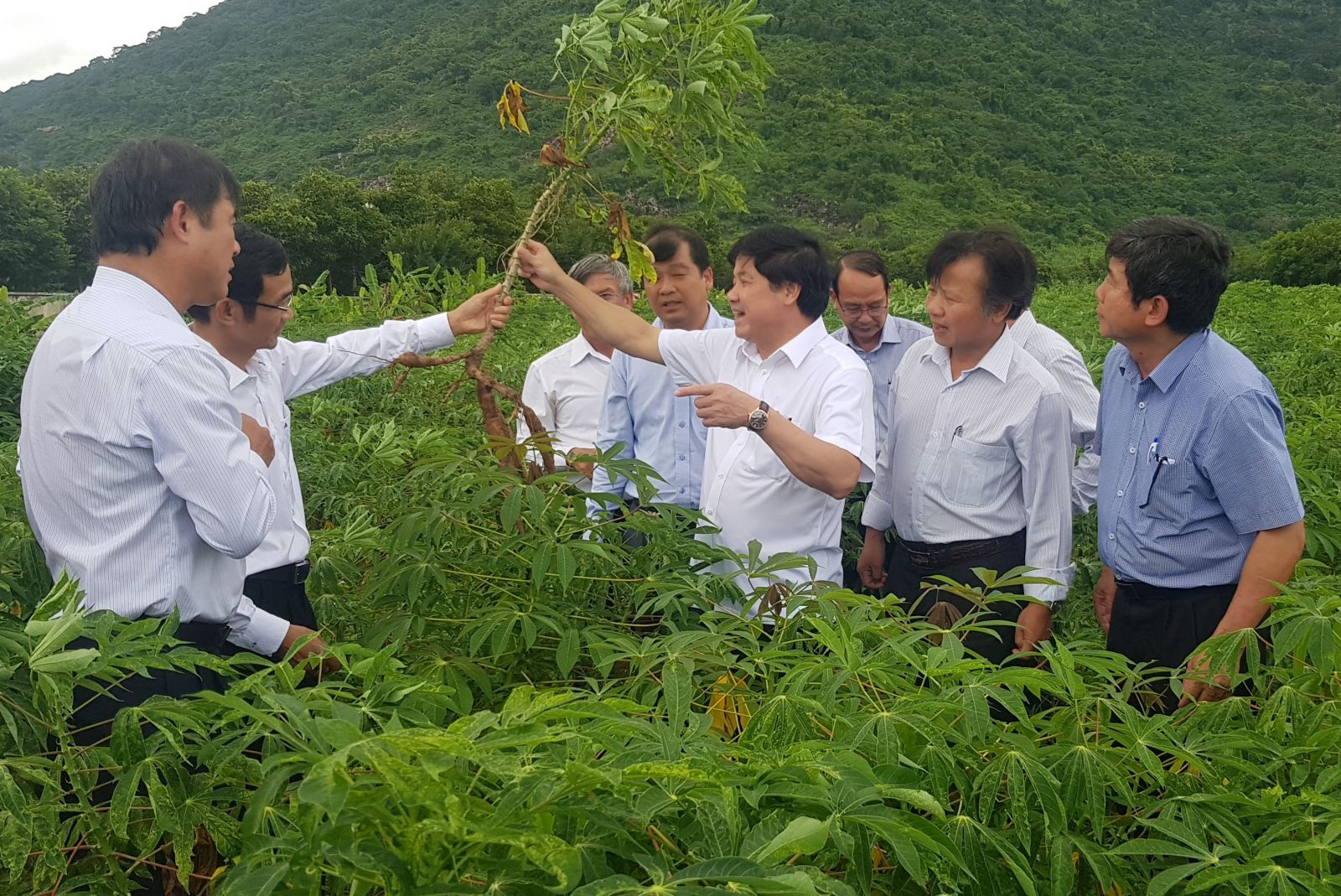 Vụ Hè Thu 2018: Chất lượng lúa gạo tốt, đáp ứng nhu cầu thị trường
